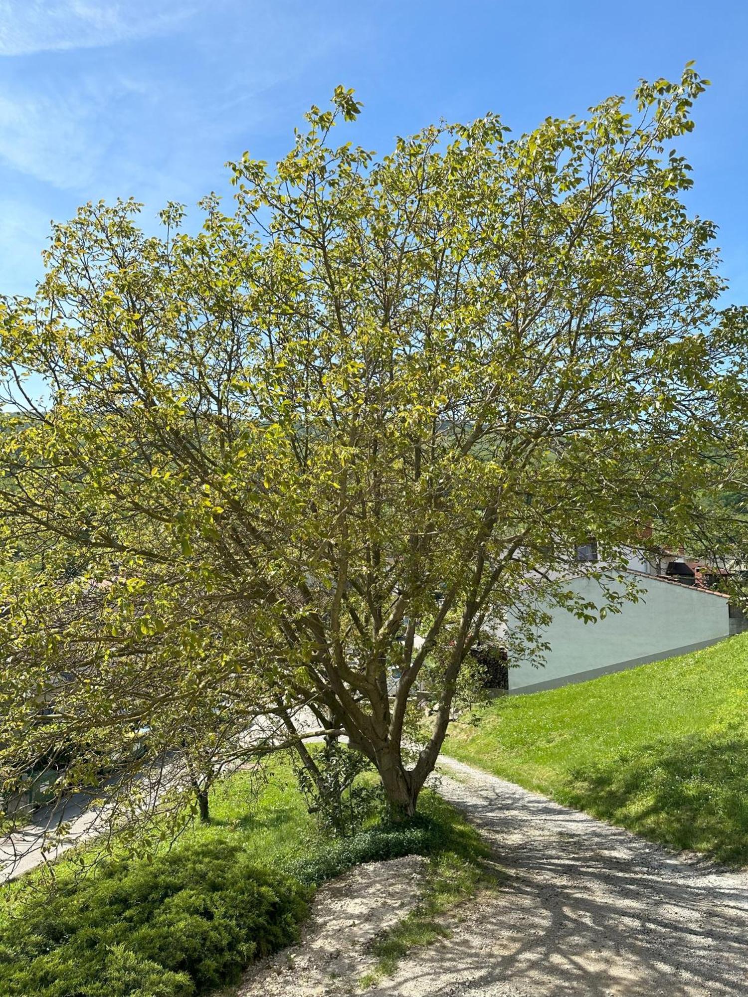 Apartma Anze Samec Dobravlje Exteriér fotografie